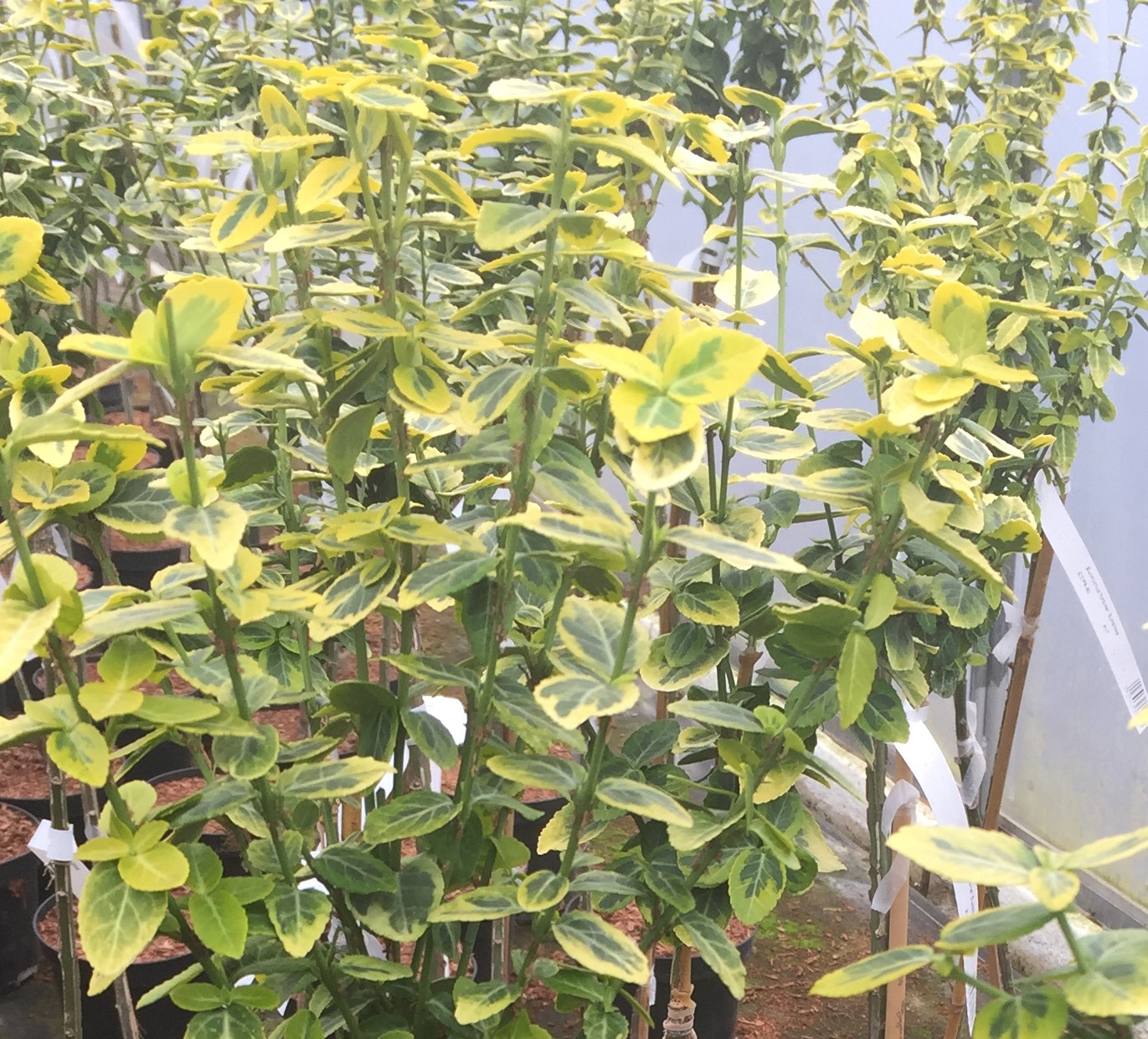 Бересклет форчуна Саншайн